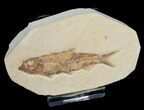 Inch Knightia Fossil Fish #4652-1